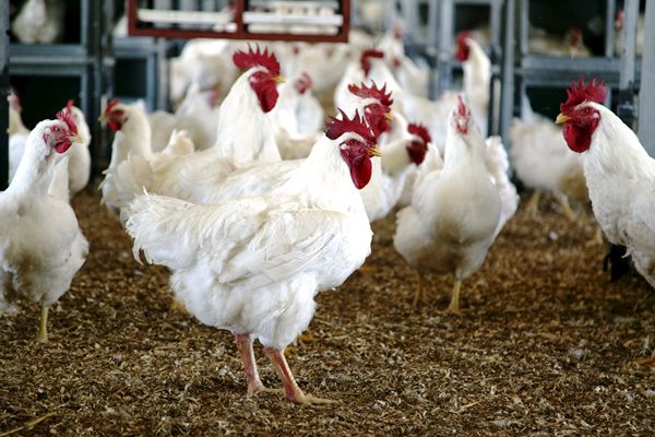 poultry farming business plan nigeria feasibility
